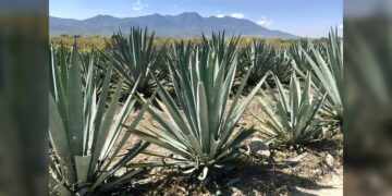 Acciones para combatir la extracción de maguey en Puebla