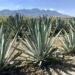 Acciones para combatir la extracción de maguey en Puebla