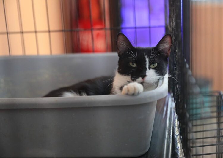 Aplica Gobierno de NLD multas por maltrato animal