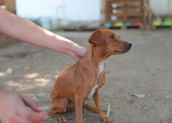 Aplica Gobierno de NLD multas por maltrato animal