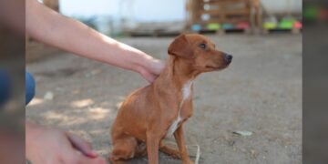 Aplica Gobierno de NLD multas por maltrato animal