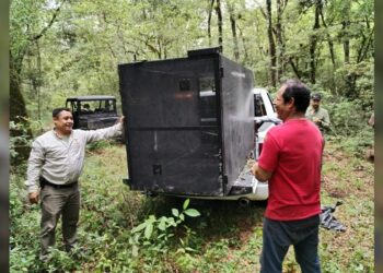 Arranca Comisión de Parques monitoreo del oso negro americano en Tamaulipas
