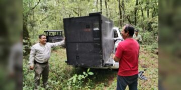 Arranca Comisión de Parques monitoreo del oso negro americano en Tamaulipas