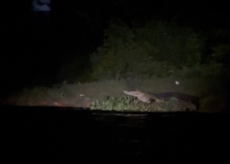 Realiza Comisión de Parques acciones previas al censo del cocodrilo moreletti