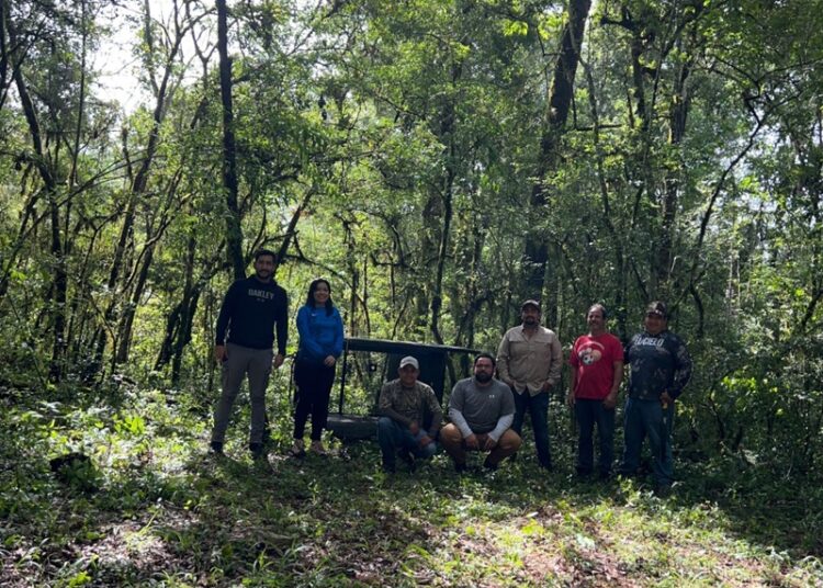 Arranca Comisión de Parques monitoreo del oso negro americano en Tamaulipas
