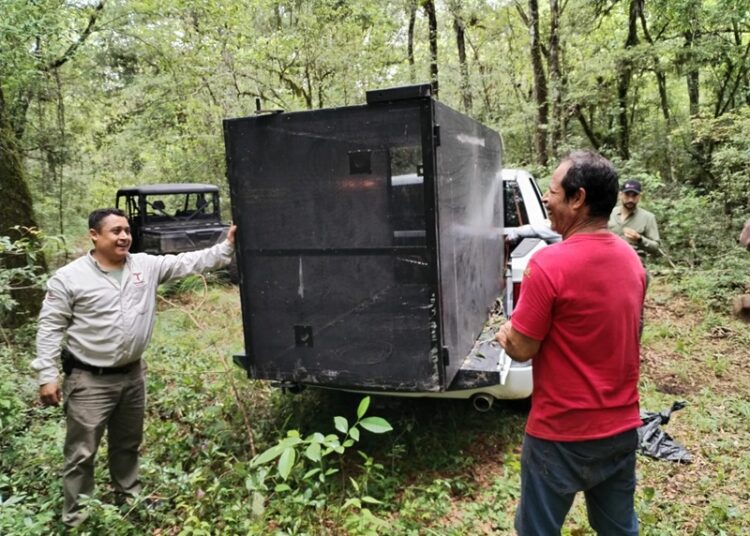 Arranca Comisión de Parques monitoreo del oso negro americano en Tamaulipas