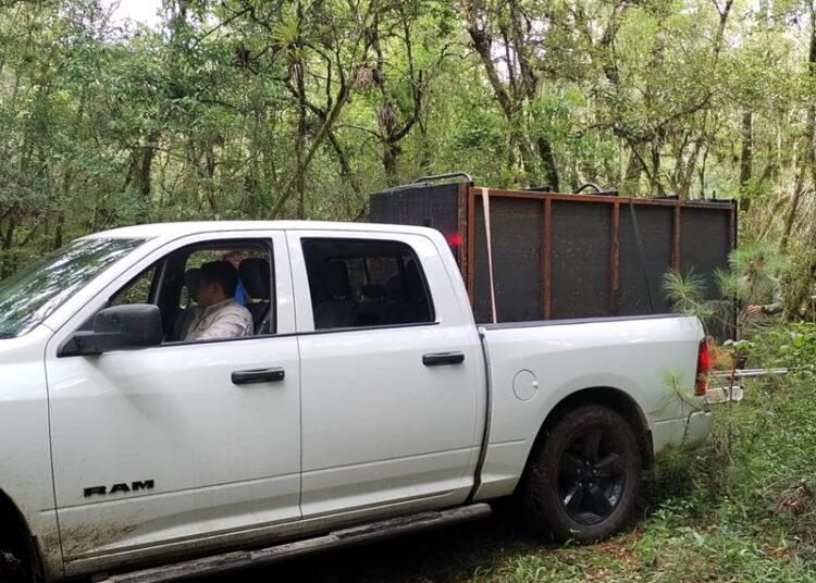 Arranca Comisión de Parques monitoreo del oso negro americano en Tamaulipas