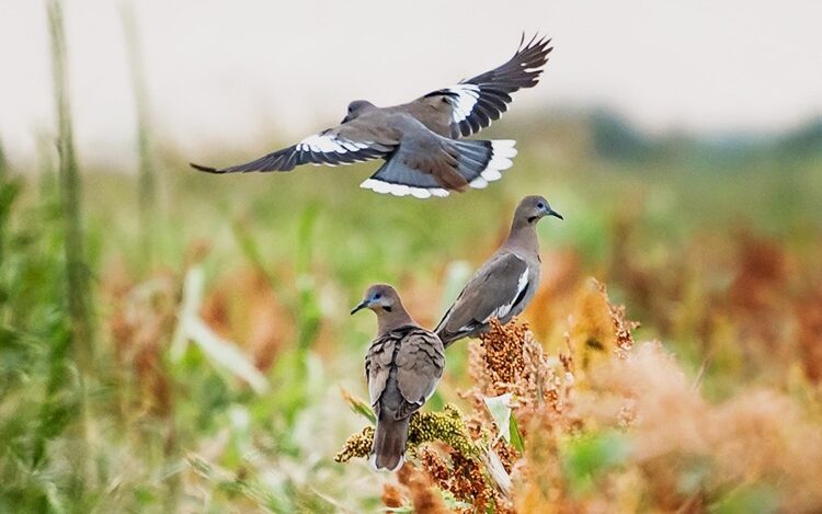 Inicia temporada de caza de paloma ala blanca 2024