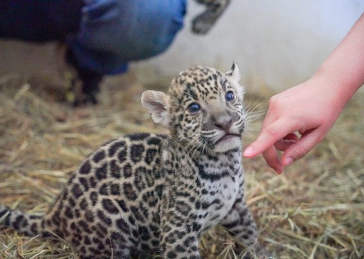Donará Gobierno de NLD dos ejemplares de jaguar para preservar la especie en Tamaulipas