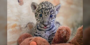 Donará Gobierno de NLD dos ejemplares de jaguar para preservar la especie en Tamaulipas