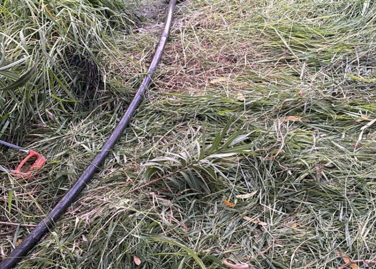 Guardia Estatal atrapan a ladrón que estaba dejando sin internet a Matamoros