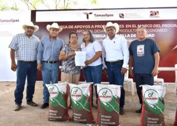 Impulsa Tamaulipas siembra de sorgo y maíz con la entrega de semilla de calidad