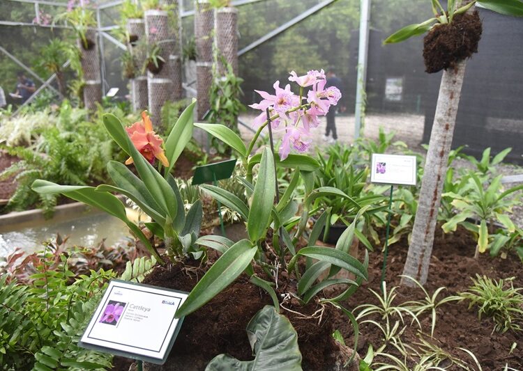 Inauguran Chucho Nader y Aída Féres de Nader nuevo orquideario en el Vivero Municipal