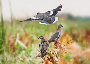 Inicia temporada de caza de paloma ala blanca 2024