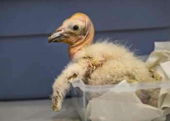Los Angeles ZOO bate récord con 17 polluelos de cóndor de California nacidos en 2024