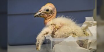Los Angeles ZOO bate récord con 17 polluelos de cóndor de California nacidos en 2024
