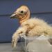 Los Angeles ZOO bate récord con 17 polluelos de cóndor de California nacidos en 2024