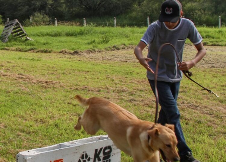 Pondrá la UAT en adopción héroes caninos