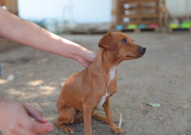 Promueve COMUSA la adopción por encima de la compra de mascotas