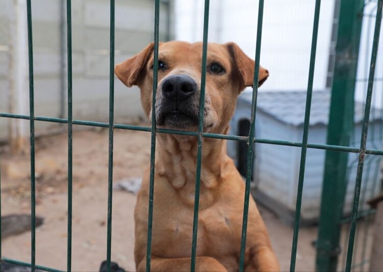 Promueve COMUSA la adopción por encima de la compra de mascotas