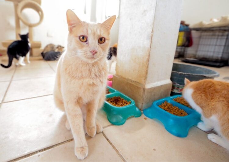 Promueve COMUSA la adopción por encima de la compra de mascotas