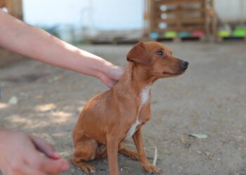 Promueve COMUSA la adopción por encima de la compra de mascotas
