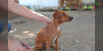 Promueve COMUSA la adopción por encima de la compra de mascotas