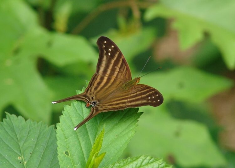 Registra la UAT 195 especies de mariposas en la Sierra Chiquita de Tamaulipas