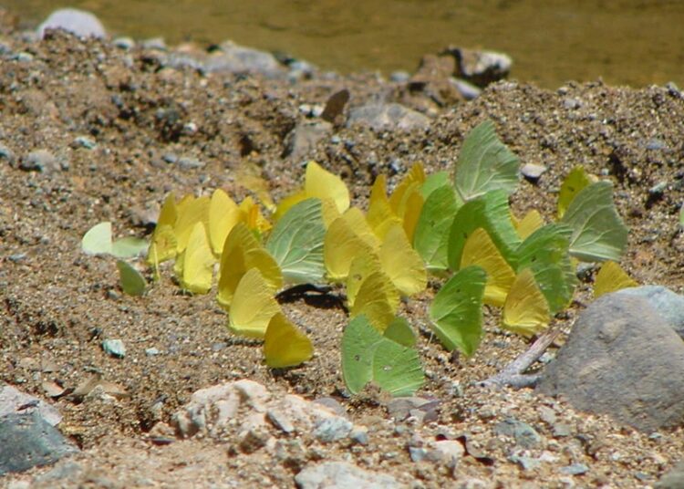 Registra la UAT 195 especies de mariposas en la Sierra Chiquita de Tamaulipas