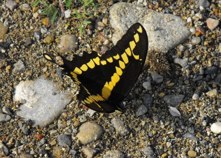 Registra la UAT 195 especies de mariposas en la Sierra Chiquita de Tamaulipas