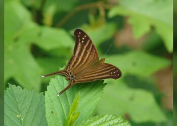 Registra la UAT 195 especies de mariposas en la Sierra Chiquita de Tamaulipas