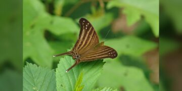Registra la UAT 195 especies de mariposas en la Sierra Chiquita de Tamaulipas