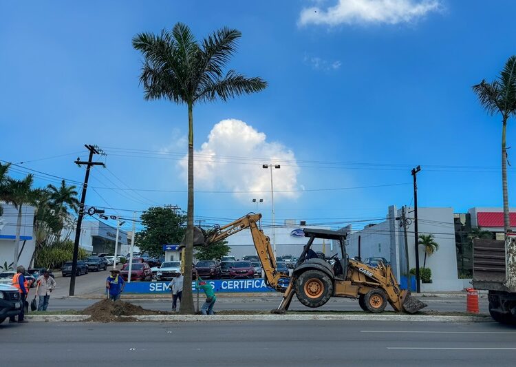Renuevan palmeras y elementos de ornato en vialidades porteñas
