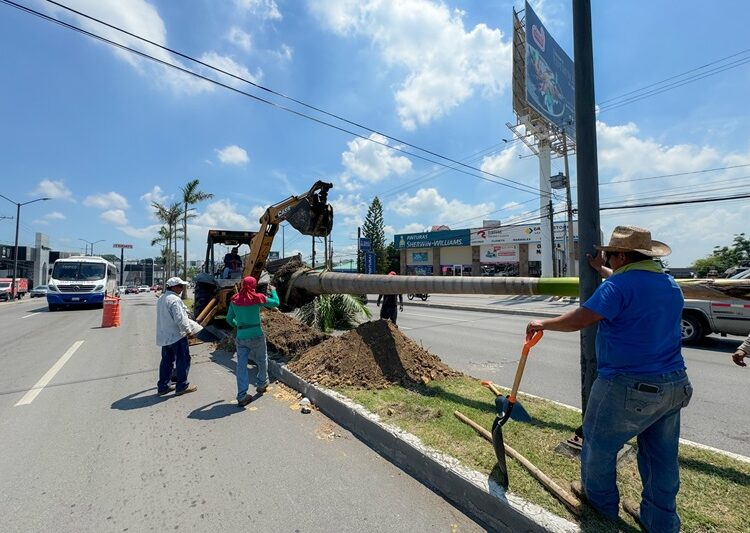 Renuevan palmeras y elementos de ornato en vialidades porteñas