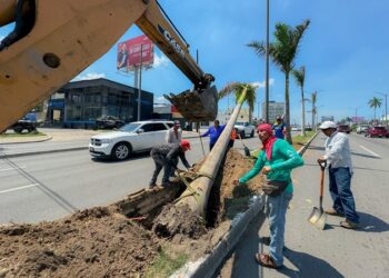 Renuevan palmeras y elementos de ornato en vialidades porteñas