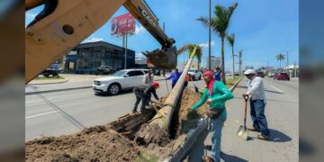 Renuevan palmeras y elementos de ornato en vialidades porteñas