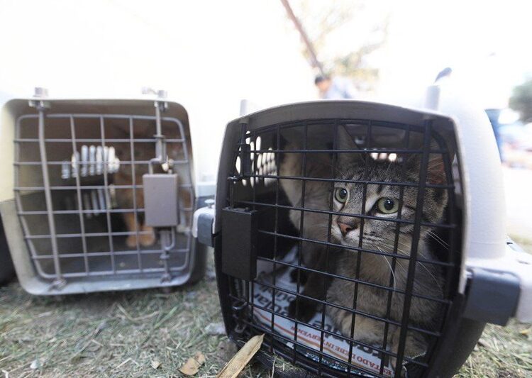 Siguen las acciones a favor de los animales; Invita Gobierno de NLD a adoptar perros y gatos