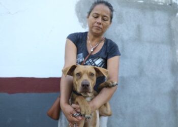 Siguen las acciones a favor de los animales; Invita Gobierno de NLD a adoptar perros y gatos