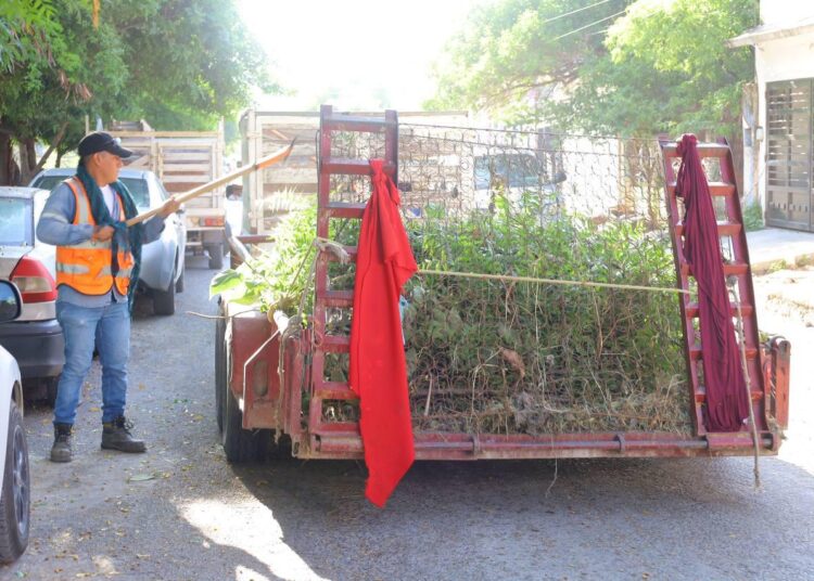 Victoria suma acciones de prevención y control de dengue