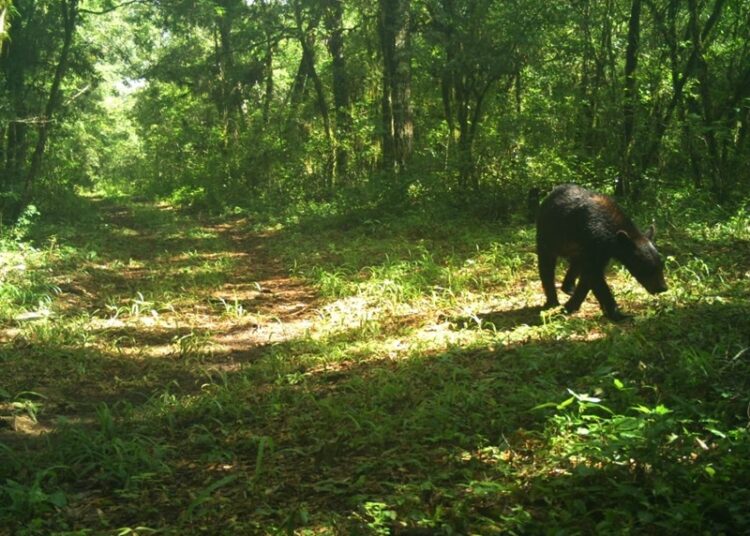 Avistan los primeros osos negros en la Reserva de La Biósfera El Cielo