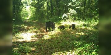 Avistan los primeros osos negros en la Reserva de La Biósfera El Cielo