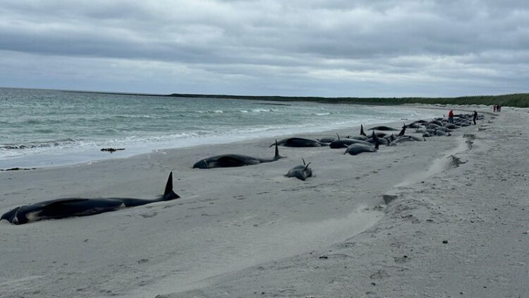 50 ballenas piloto muertas en la isla de Lewis, Escocia