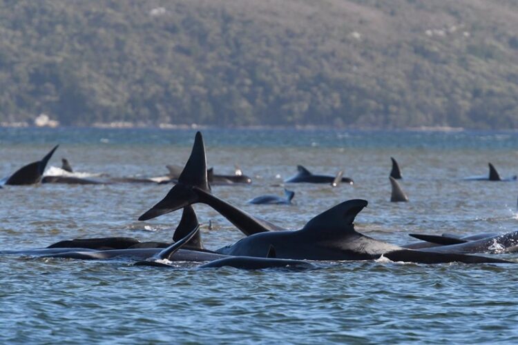 50 ballenas piloto muertas en la isla de Lewis, Escocia