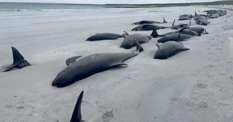 50 ballenas piloto muertas en la isla de Lewis, Escocia