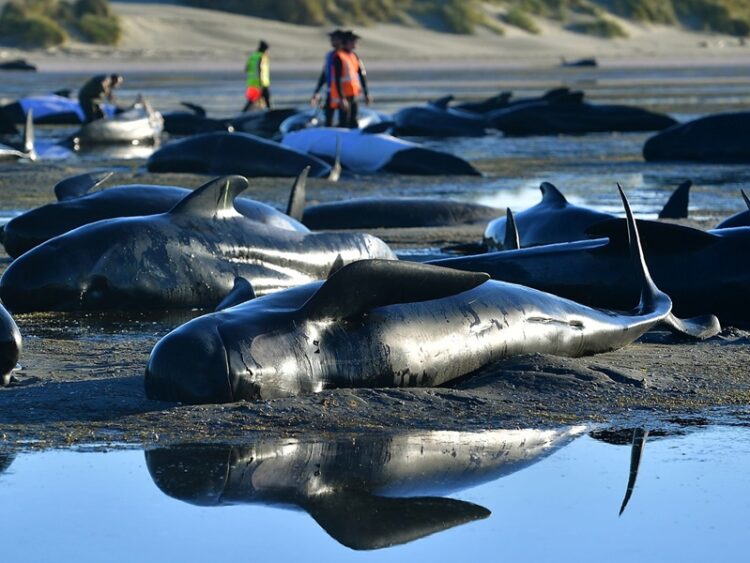 50 ballenas piloto muertas en la isla de Lewis, Escocia