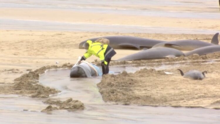 50 ballenas piloto muertas en la isla de Lewis, Escocia