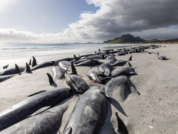 50 ballenas piloto muertas en la isla de Lewis, Escocia