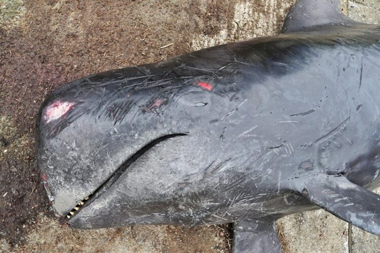 50 ballenas piloto muertas en la isla de Lewis, Escocia