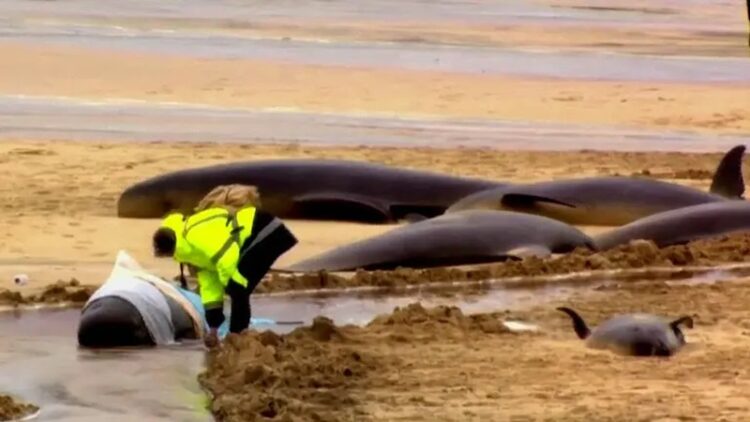 50 ballenas piloto muertas en la isla de Lewis, Escocia