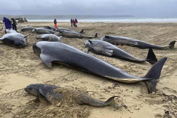 50 ballenas piloto muertas en la isla de Lewis, Escocia